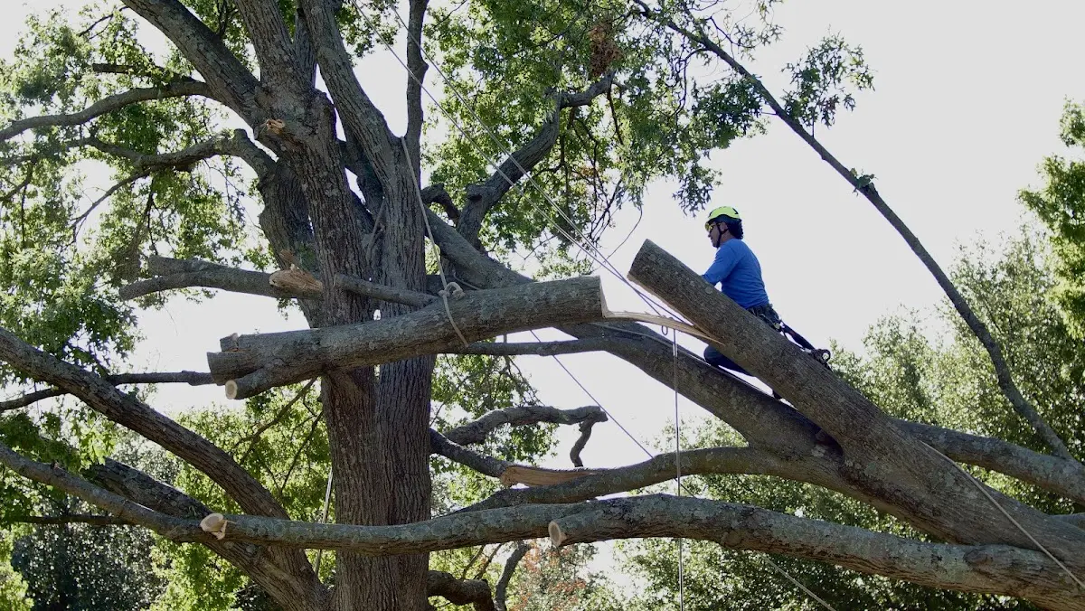 Professional Crown Thinning performed by certified arborists in Groton