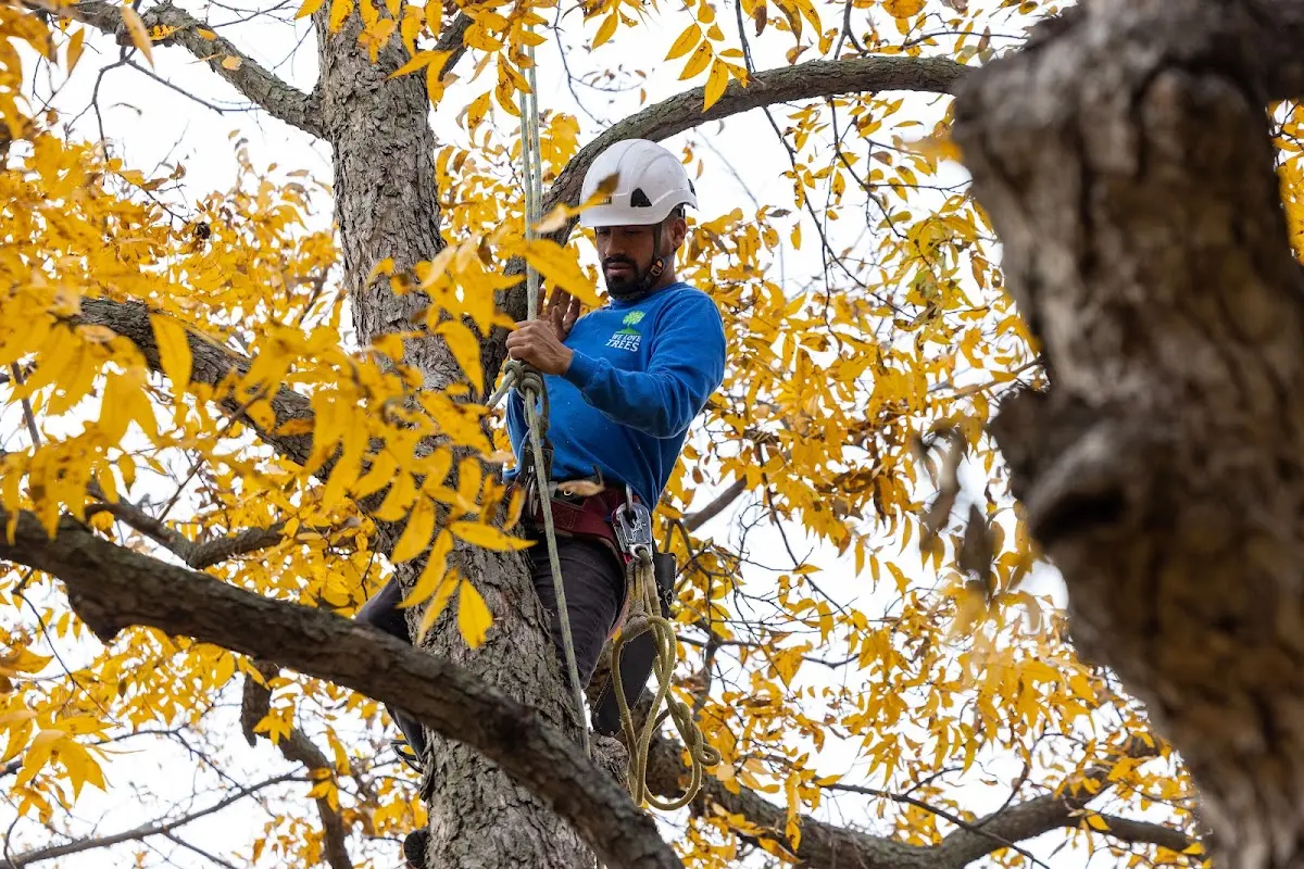 Skilled Tree Pruning crew working in Groton