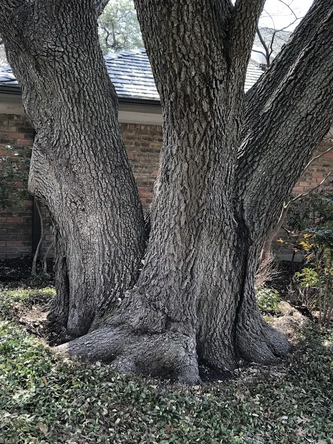 Mature heritage tree close to a Groton property cared for by certified arborists